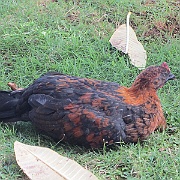 Picture 009